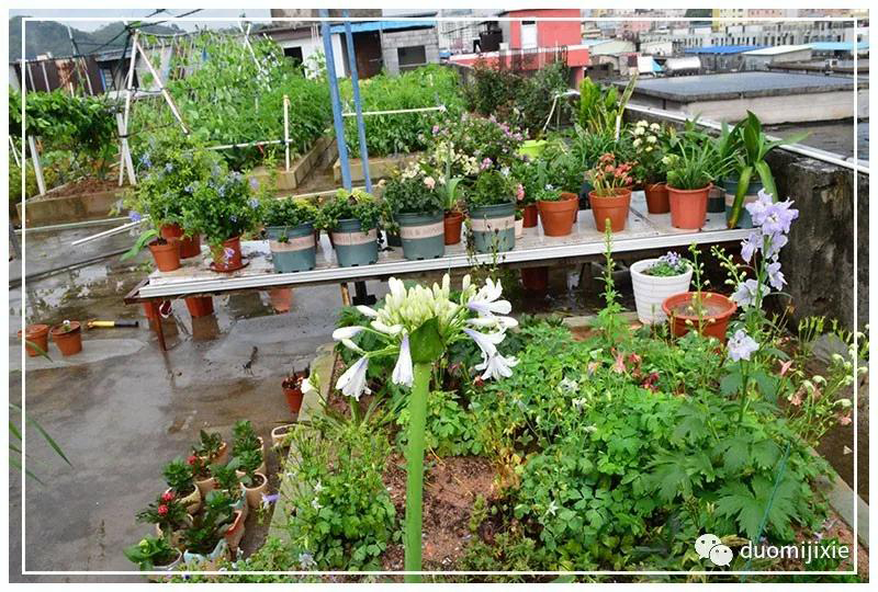 聽說了嗎，多米居然開始搞副業(yè)了？